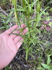 Gentianopsis virgata