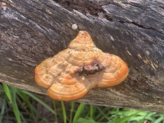 Trametes coccinea
