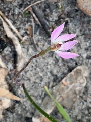 Caladenia pusilla