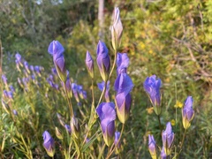 Gentianopsis virgata