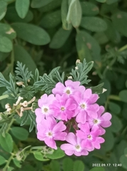 Verbenaceae