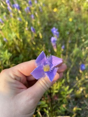 Gentianopsis virgata