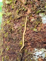 Geoplanidae