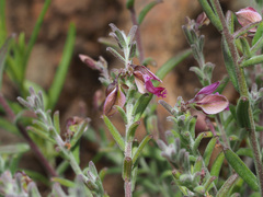 Polygala affinis