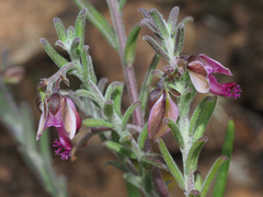 Polygala affinis