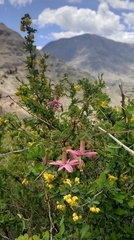 Passiflora gracilens