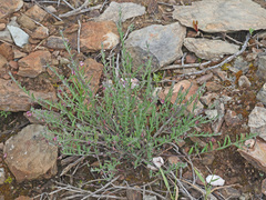 Polygala affinis