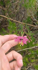 Passiflora gracilens