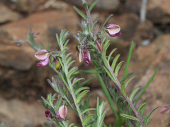 Polygala affinis