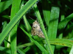 Manga melanodonta