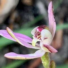 Caladenia pusilla