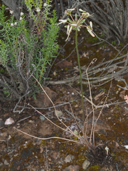 Pelargonium rapaceum