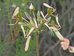 Pelargonium rapaceum