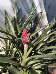 Aechmea distichantha