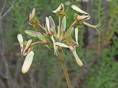 Pelargonium rapaceum