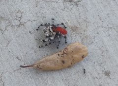 Phidippus adumbratus