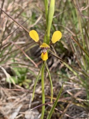 Diuris tricolor