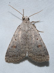 Caradrina