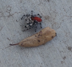 Phidippus adumbratus