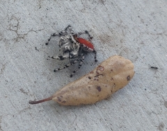 Phidippus adumbratus