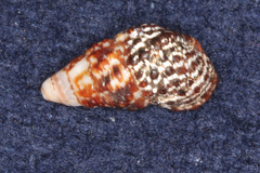 Cerithiidae