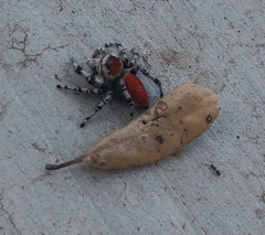 Phidippus adumbratus