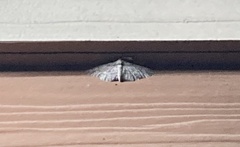 Iridopsis defectaria