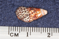 Cerithiidae