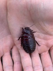 Geoscapheus dilatatus