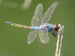 Potamarcha congener