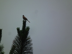 Emberiza cioides