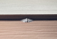 Iridopsis defectaria