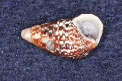 Cerithiidae