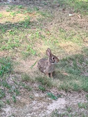 Sylvilagus floridanus