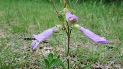 Penstemon gracilis