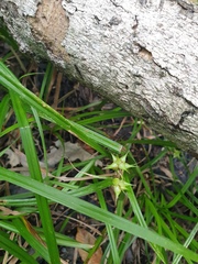 Carex lupuliformis