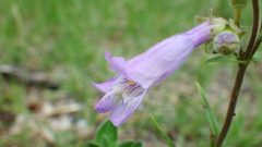 Penstemon gracilis