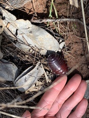 Geoscapheus dilatatus