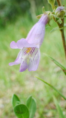Penstemon gracilis