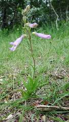 Penstemon gracilis