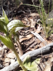Pterostylis spathulata