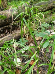 Carex lupuliformis
