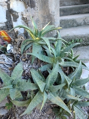 Aloe maculata