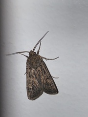 Peridroma saucia