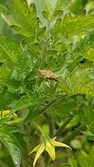 Sphenarium purpurascens