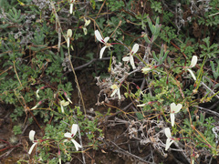 Pelargonium trifidum