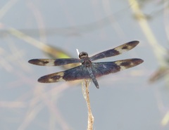 Rhyothemis regia