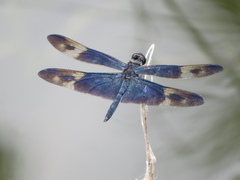 Rhyothemis regia