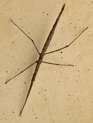 Acanthomima rhipheus