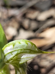 Pterostylis spathulata